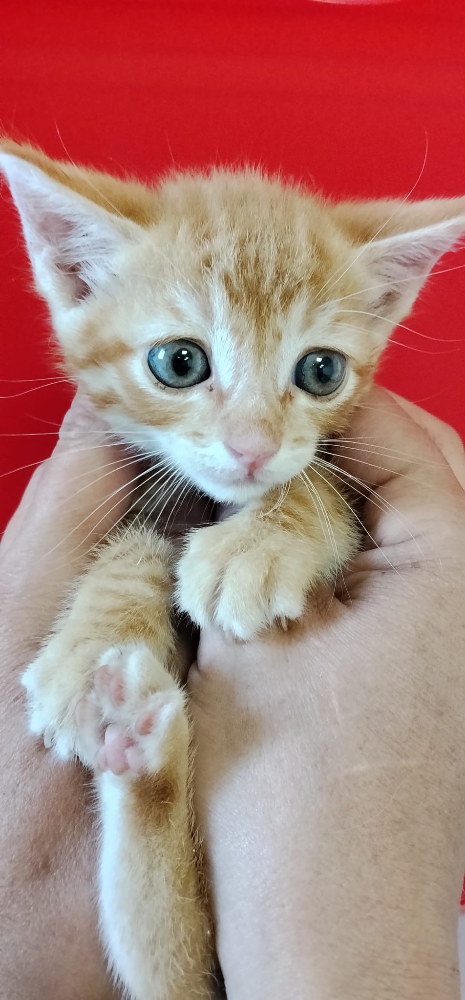 Foto de Anden